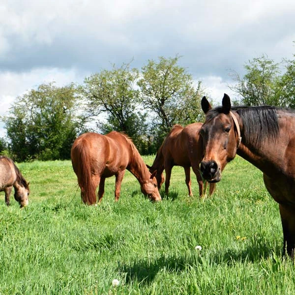 Pension pour chevaux à Teilhède, Puy-de-Dôme